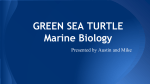 GREEN SEA TURTLE Marine Biology