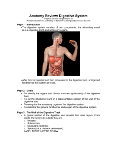 Anatomy Review: Digestive System