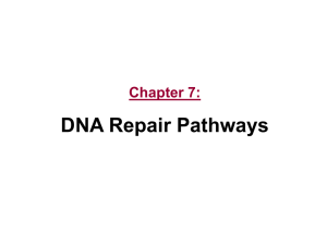 DNA Repair and Recombination