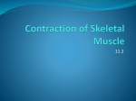 Contraction of Skeletal Muscle