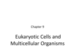 Chapter 9 Eukaryotic Cells and Multicellular Organisms