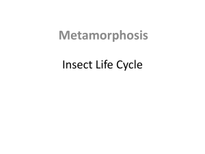 Insect Life Cycle