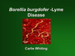 Borellia Burgdofer -Lyme Disease