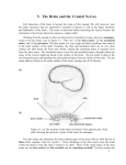 5. The Brain and the Cranial Nerves