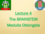 4 Lecture The BRAINSTEM Medulla Oblongata