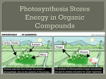 Photosynthesis Stores Energy in Organic Compounds