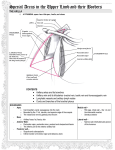 Special Areas in the Upper Limb and their Borders