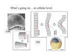 Gastrulation 2 Somite Formation