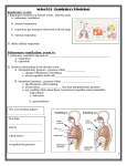 Respiratory System Guided Notes