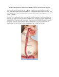 How does Saliva break down food? and How does the esophagus