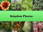 Kingdom Plantae