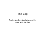 The Leg