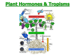 Plant Hormones