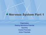 Nervous System Part 1