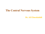 The Central Nervous System Dr. Ali Ebneshahidi