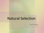 So…….what is natural Selection?