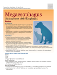 Megaesophagus