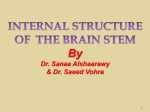 L10-Internal_Structures_of_Brainstem-20132014-08