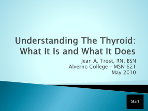 Understanding The Thyroid: What It Is and What It Does