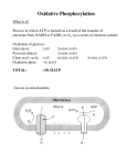 Oxidative Phosphorylation - Creighton Chemistry Webserver