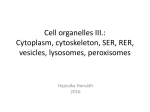 Cell organelles III. Cytoplasm, nucleus, nucleolus, SER, RER