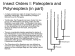 Insect Orders I: Paleoptera and Plecoptera