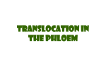 Phloem transport requires specialized, living cells - IB