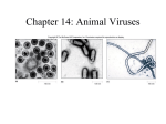 Viruses: Bacterial and Animal