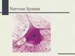 Nervous System