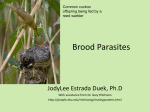 Brood Parasites - University of Arizona | Ecology and Evolutionary
