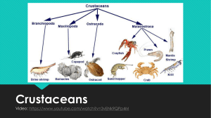 Crustaceans - Denton ISD