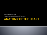 4. Anatomy of Heart... - College of Pharmacy at Howard University