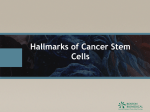 What Are Cancer Stem Cells?