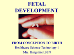 fetal development - Effingham County Schools