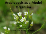 Arabidopsis as a Model Organism
