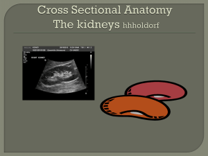 cross-sectional-anatomy