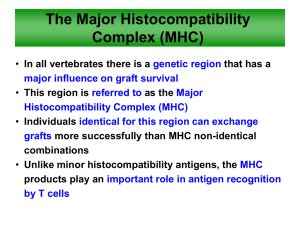 MHC Molecules