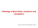 Histology of Brain Stem, Cerebrum and Cerebellum