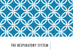 The Respiratory System