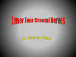 Lower 4 Cranial Nerves2009-02-12 01:573.6 MB