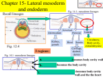 Chapter 15- Lateral mesoderm and endoderm