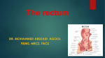 The rectum