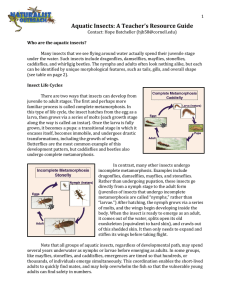 Aquatic Insects: A Teacher`s Resource Guide