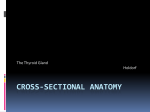 cross-sectional-anatomy-thyroid