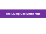 Cell Membrane Structure and Transport