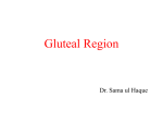 Muscles of the Gluteal Region
