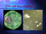 Cell Parts! - laurel.k12.ky.us