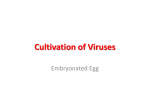 Methods for Cultivation of Virus