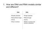 How does DNA store and transmit cell information?