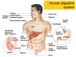 Digestion - Net Start Class